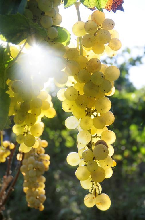 פרוסידה Albergo 'La Vigna' מראה חיצוני תמונה