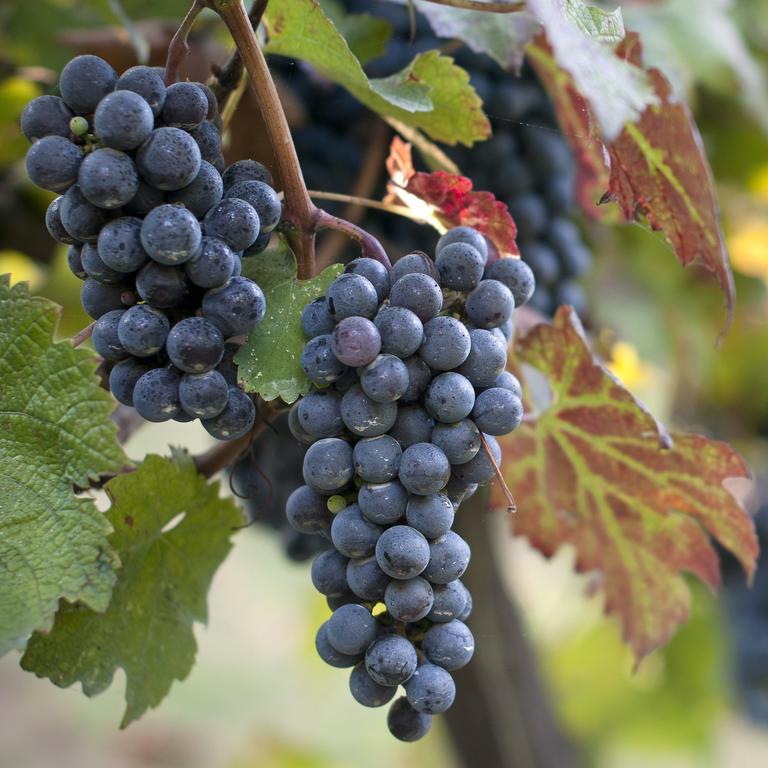 פרוסידה Albergo 'La Vigna' מראה חיצוני תמונה
