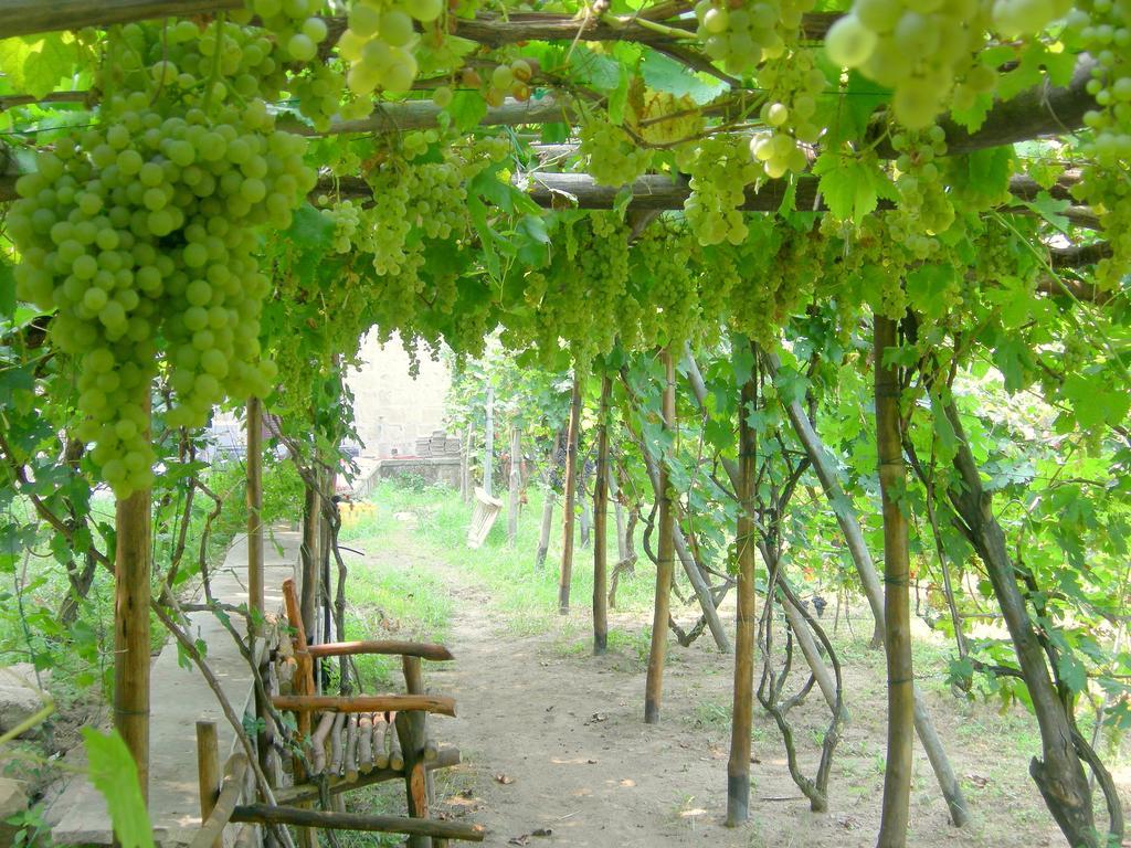 פרוסידה Albergo 'La Vigna' מראה חיצוני תמונה