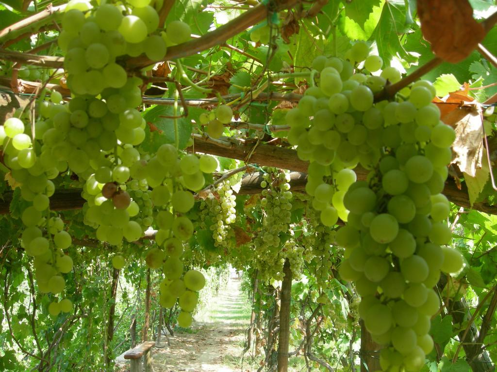 פרוסידה Albergo 'La Vigna' מראה חיצוני תמונה